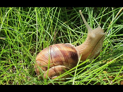 Aventuri la firul ierbii - MELCUL. Relaxing video.