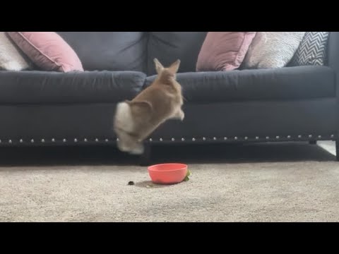 Bunny Zoomies