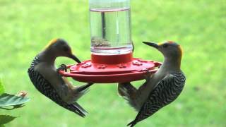 preview picture of video 'Best hummingbird/oriole/woodpecker feeder. San Benito Texas 2013-12-21'