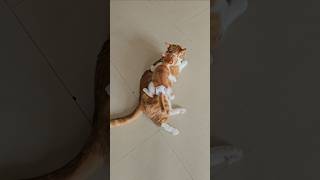 Download lagu iyo mulai merajalela mp3