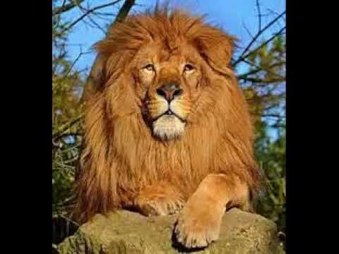 mix di trdj Scooter   How Much Is The Fish