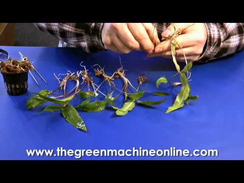 Preparing a Cryptocoryne for planting in an aquarium