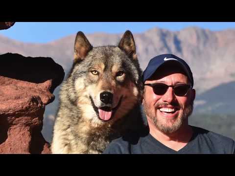 Walking With Wolves in Colorado