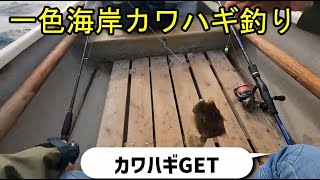 一色海岸カワハギ釣り