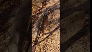 Video preview image #1 Bulldog-Staffordshire Bull Terrier Mix Puppy For Sale in Chandler, AZ, USA