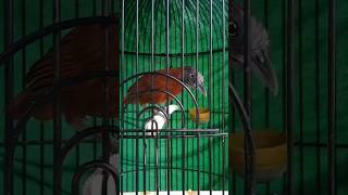 Download lagu TEPUS KEPALA ABU GACOR mp3