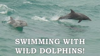 preview picture of video 'SWIMMING WITH WILD DOLPHINS! - Highlights Reel | Rockingham, Western Australia'