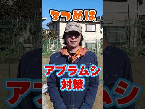 家庭菜園に最適なマルチは何ですか?収穫量を増やすための 3 つのオプション!  庭園