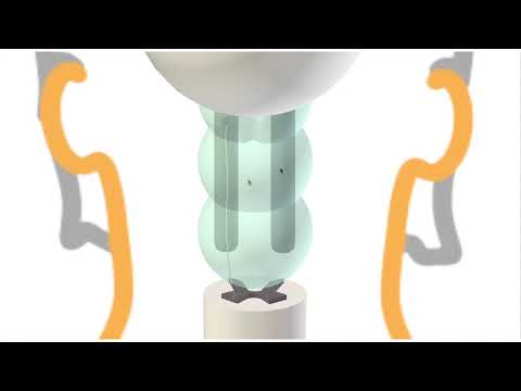 Extrapyramidal Motor Pathways