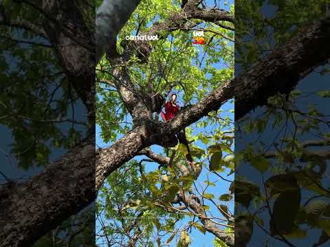 Fotógrafo flagra arara-vermelha em topo de árvore durante trilha em Bonito (MS)
