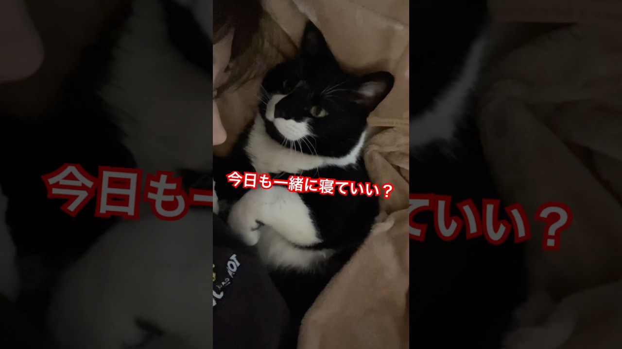 完全に恋人ポジションのオス猫が反則級の可愛さ😂