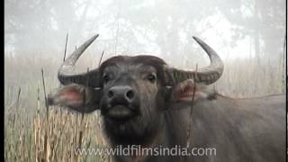 Water buffalo of Kaziranga National Park
