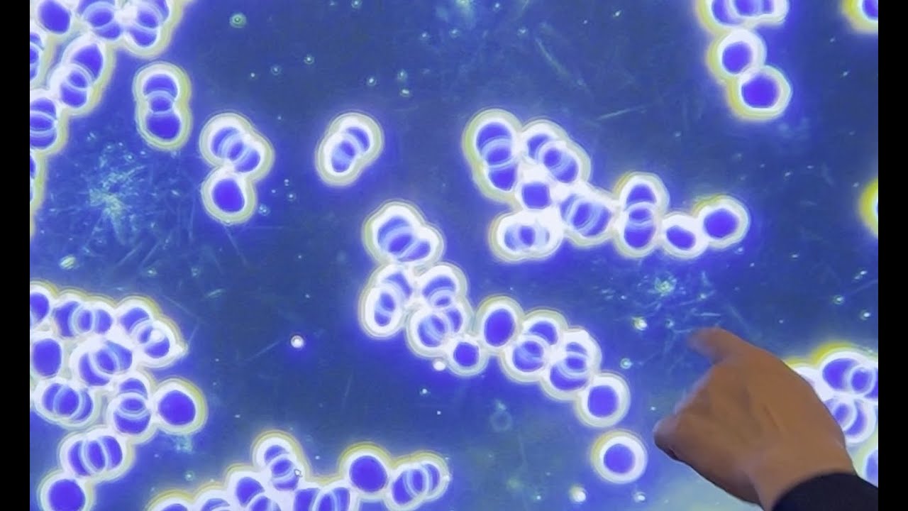 現代人が知っておくべき「古代ソマチッド」の働き〜体内ソマチッドを活性化