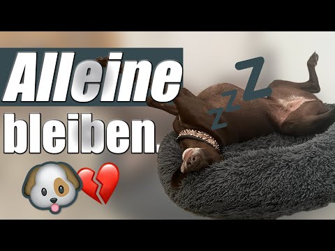 Hund bleibt nicht alleine? - Gründe und Trainingsansätze!