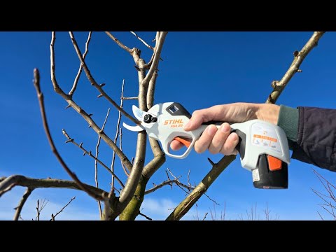 When and how to prune an apple tree for maximum yield - do it yourself!