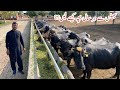 How To Get Buffalo Calf Every Year Ll Buffalo Farm Govt Of Pakistan Ll Dr Burhan Azam Buffalo Cow