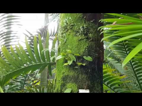 Tropical Plants 2017 Garden by the bay cloud forest Singapore