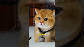 Download lagu si Oyen marah makin menggemaskan, kucing viral terbaru #vidioviral #funnycats #cutecat #op mp3 Download lagu si Oyen marah makin menggemaskan, kucing viral terbaru #vidioviral #funnycats #cutecat #op mp3