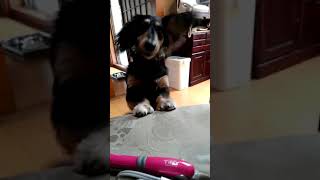 【犬】おやつを貰い、去っていく犬【ミニチュアダックス】