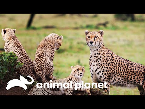 Conoce la rutina de los leopardos | Historias de grandes felinos | Animal Planet