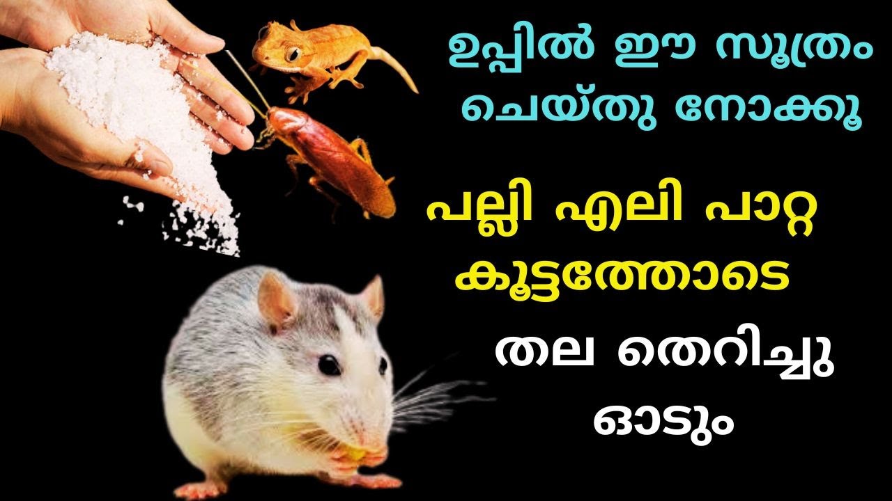 effective home hacks using common salt effective home hacks using common salt