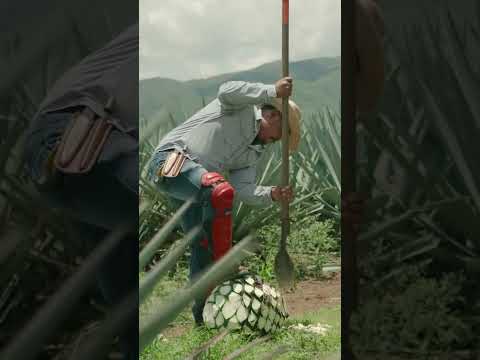 A day in the AsomBroso Tequila Fields