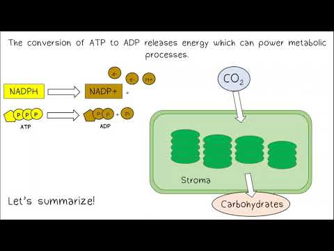 Photosynthesis AP Biology