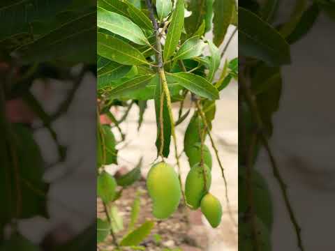 King of the fruits #Mango #Amrapali #Mango #youtubeshorts #shorts #travelwithkhagendra
