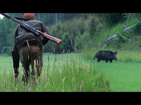 Sommarens bästa vildsvinsjakt!