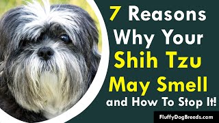 7 Reasons Why Your Shih Tzu May Smell and How To Stop It!