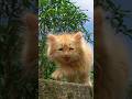 Kitten Meowing Cat Sound Cat Video Cat Cat Voice Persian Cat Sound Persian Cat Cats