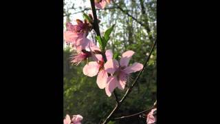 Sisters of Mercy - cover