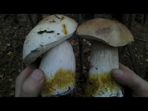 Білі Гриби,Сезон 2017. Белые Грибы, Сезон 2017. White Mushrooms, Season 2017