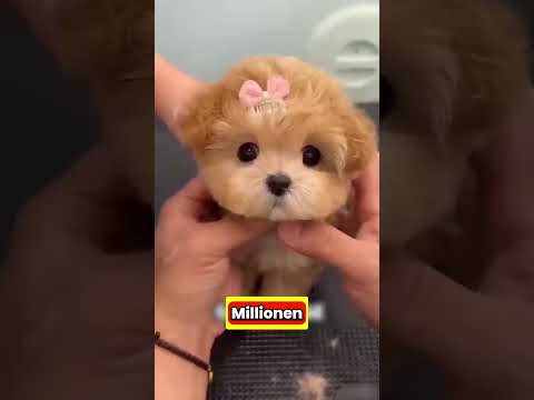 Warum du niemals einen Bienenstock anzünden solltest!