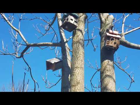 Gotham City Gardening: Bumble bee in a bird house