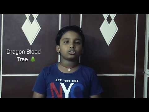 The Dragon Blood Tree