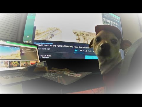 Funny Dog Comedy Skit | Dog Star DooBa