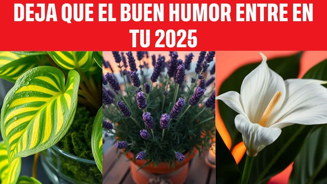 7 PLANTAS QUE ATRAEN ENERGÍA POSITIVA A TU HOGAR