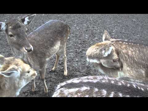 67-One minute of videoart every day - Ensemble