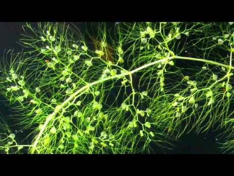 Utricularia vulgaris - YouTube