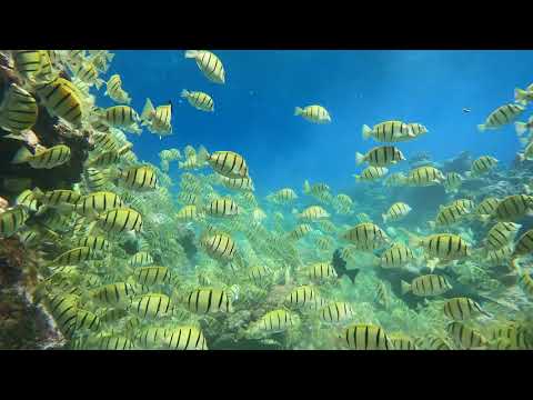 Marine life - Flying Fish Cove, Christmas Island - 20 March, 2021