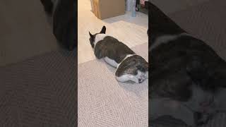 右足しまい忘れてるよ（笑）#shorts 　　　　　　　　　　　　　　　　　　　　　　　　　" is "You forgot your right foot."