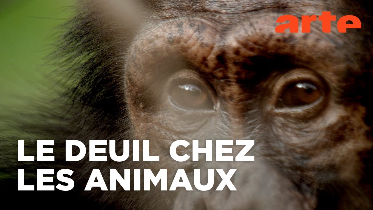 Le chagrin des animaux : mythe ou réalité ? | Documentaire | ARTE