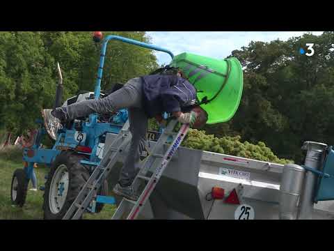 Vertou : des vendanges 2020 de Muscadet très précoce