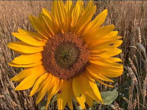 Jaroslav Wykrent - Kapsa plná semínek