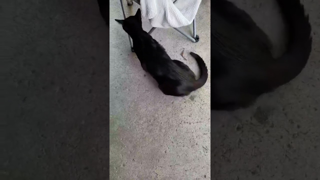 Angus video