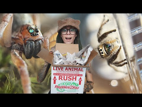 Huge True Spider Unboxing! Jumping, Wolf & Velvet Spiders!! & Trying my NEW Tarantula Kat Enclosure!