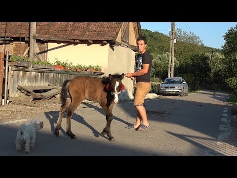 Manzul lui Andrei de la Badesti, Cluj 2019