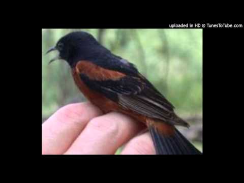 Today's Tango Is... Volverás... ¿Pero Cuándo? - Edgardo Donato 11-01-1940