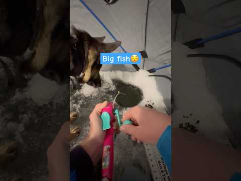 Ice Fishing for GIANTS with a Barbie Rod! #icefishing #fishing #fishinglife